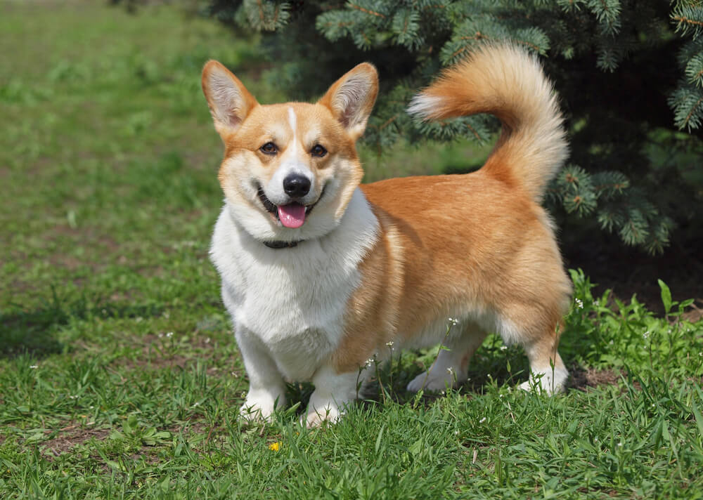 corgis  - dogs breeds for truckers