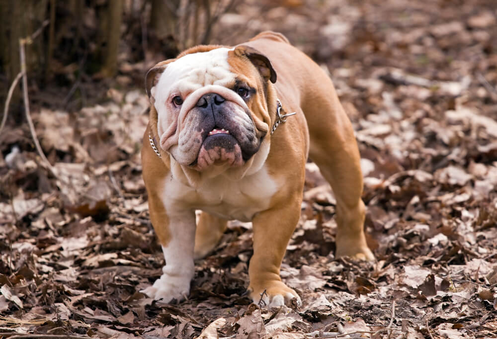 english bulldog  - dogs breeds for truckers