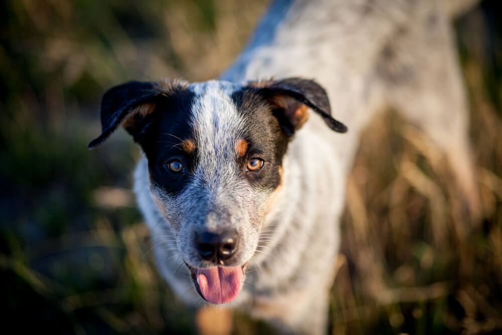 heeler mix  - dogs breeds for truckers