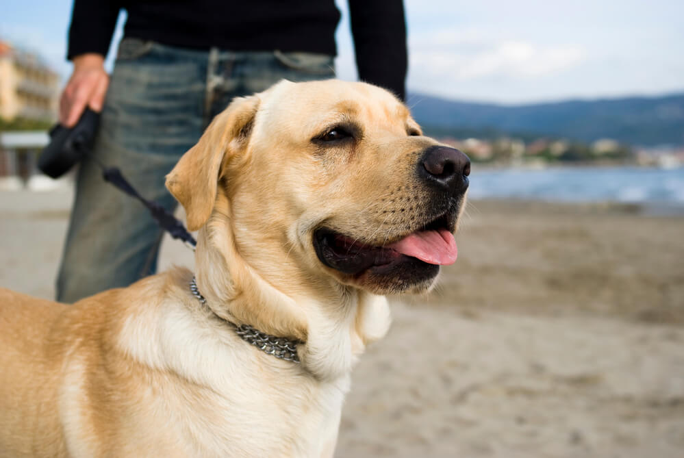 labrador retriever - dogs breeds for truckers