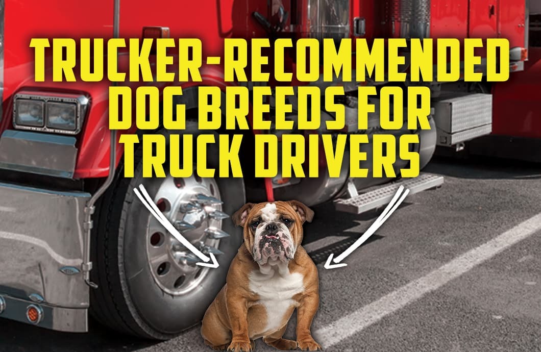 Trucker-Recommended Dog Breeds for Truck Drivers