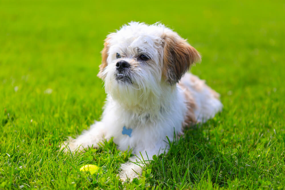 shih tzu  - dogs breeds for truckers