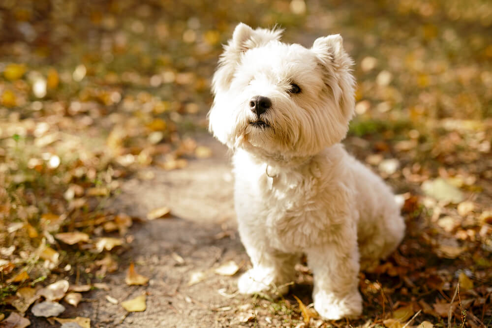 westie west highland white terrier  - dogs breeds for truckers