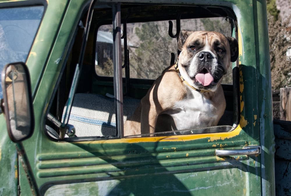 truck driver's bulldog
