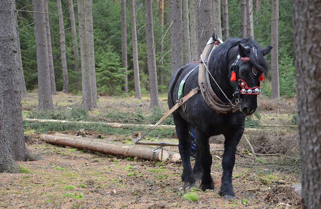 Horse Log Skidding