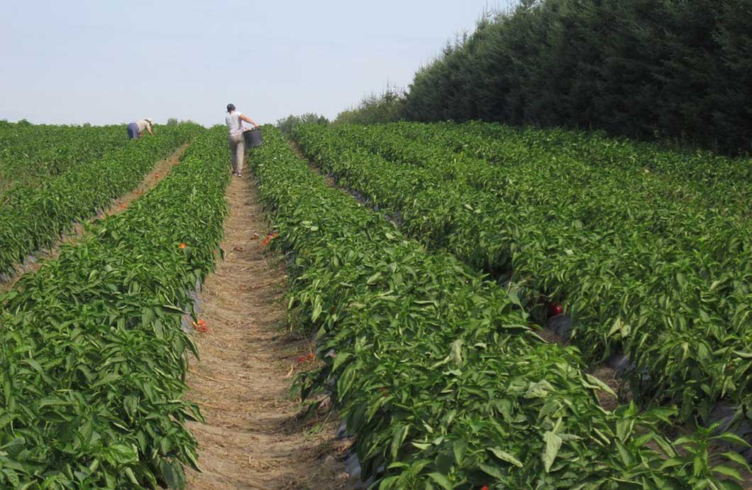 Manual Harvesting a Farm