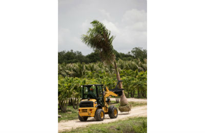 Cat 903D moving a palm tree